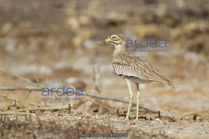 : Senegal Thick-knee : Senegal Thick-knee