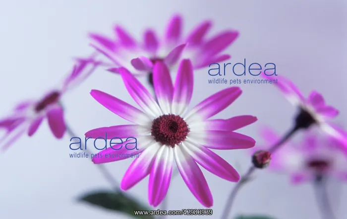  : Senetti, Senetti pericallis