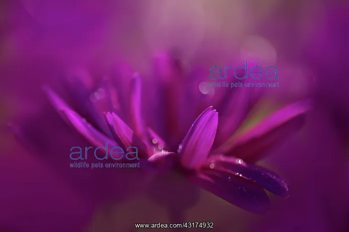  : Senetti, Pericallis x hybrida Senetti Magenta Bicolor, clo