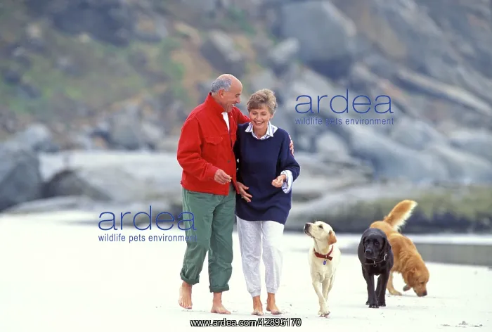: Senior Couple - taking a walk on the beach with dogs : Senior Couple - taking a walk on the beach with dogs
