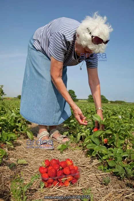 : Senior Woman - picking strawberries at pick-your-own farm : Senior Woman - picking strawberries at pick-your-own farm