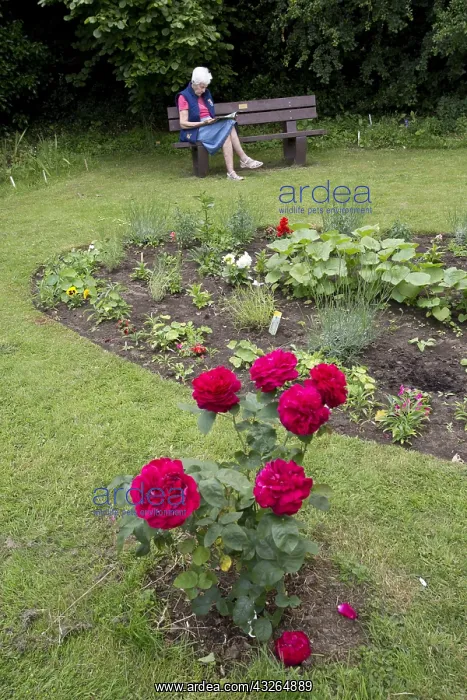 : Senior woman sitting reading on Plaswood sea, with : Senior woman sitting reading on Plaswood sea, with
