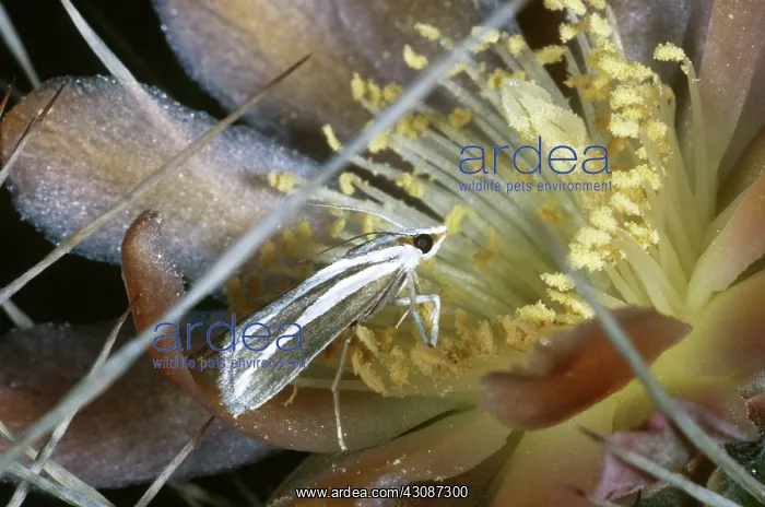 : Senita Moth : Senita Moth