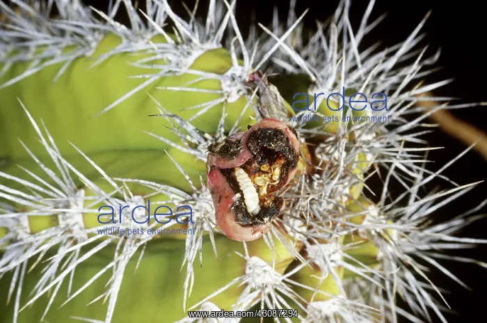 : Senita Moth Larva : Senita Moth Larva
