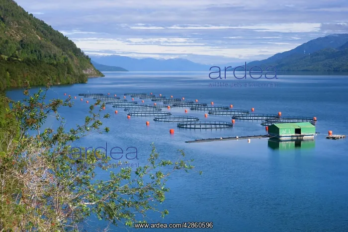 : Seno Ventisquero Fish Farm - a calm fjord arm which : Seno Ventisquero Fish Farm - a calm fjord arm which