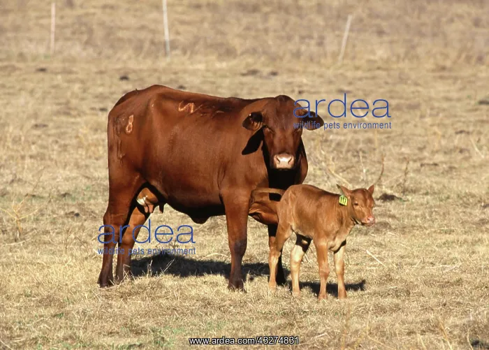 : Senopol surrogate with calf : Senopol surrogate with calf
