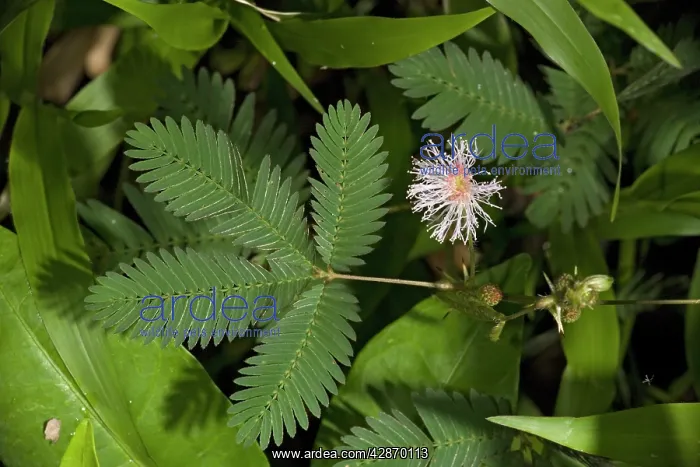 : Sensitive plant, in flower : Sensitive plant, in flower