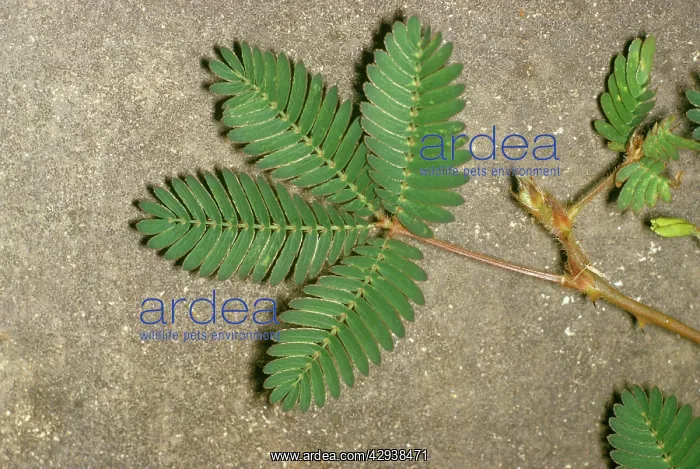 : SENSITIVE PLANT - Open, before being touched : SENSITIVE PLANT - Open, before being touched