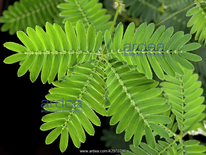 : Sensitive Plant - opened leaf : Sensitive Plant - opened leaf