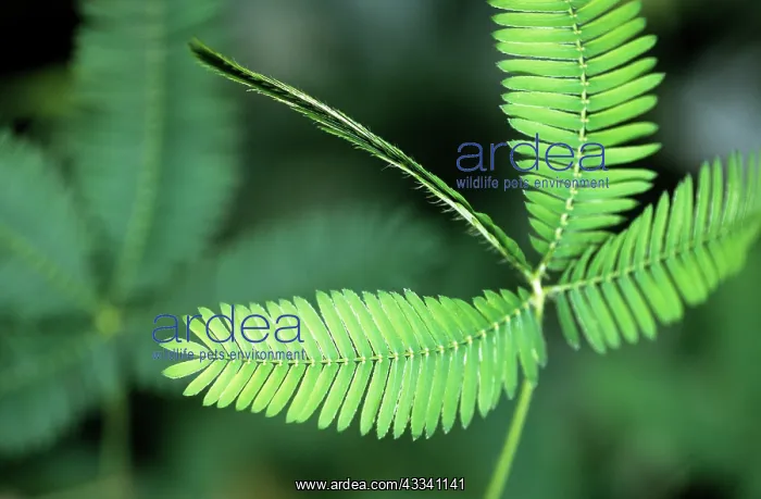 : Sensitive Plant / Sleeping Grass - close-up : Sensitive Plant / Sleeping Grass - close-up