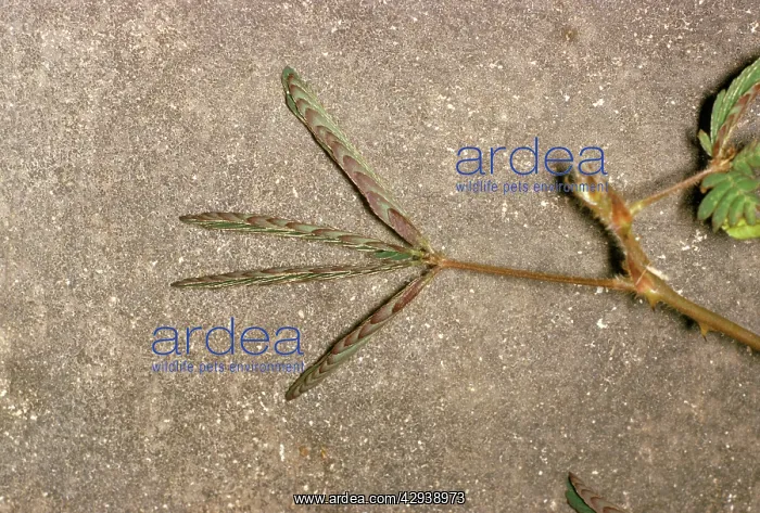 : SENSITIVE PLANT - After touching : SENSITIVE PLANT - After touching