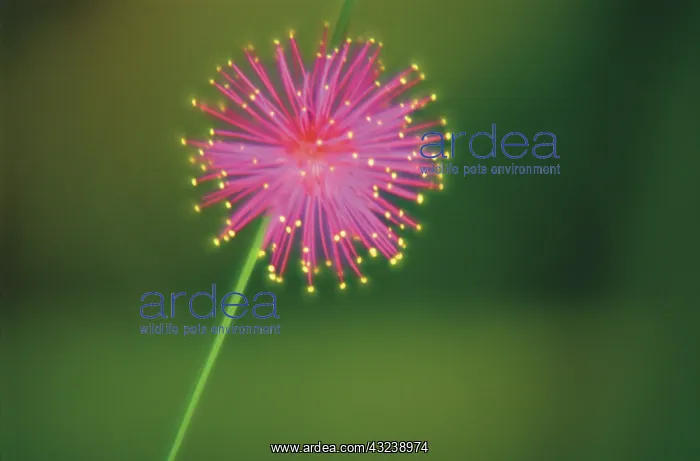: Sensitiveplant : Sensitiveplant