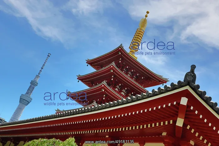  : Senso-Ji five storey Pagoda and Tokyo Skytree, Senso-Ji Temple, Asakusa, Tokyo, Japan