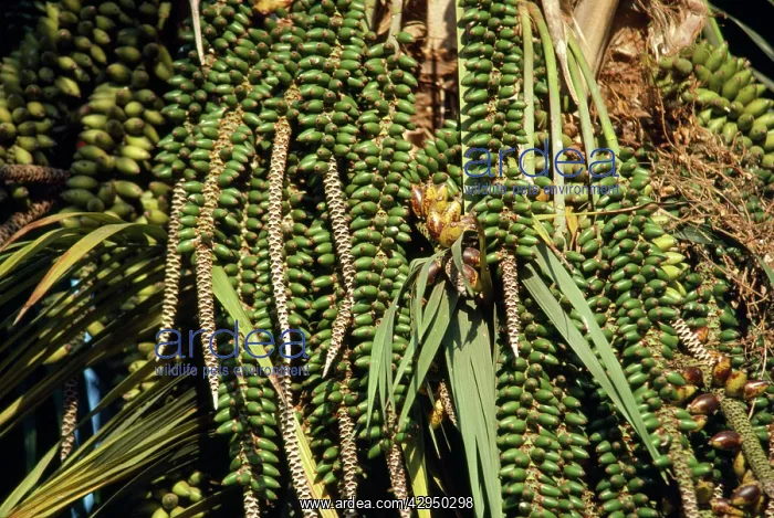  : Sentry Palm Fruit  /  Thatch Palm