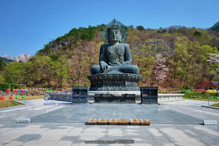 : SEORAKSA, SOUTH KOREA, APRIL 15, 2017: The Great : SEORAKSA, SOUTH KOREA, APRIL 15, 2017: The Great