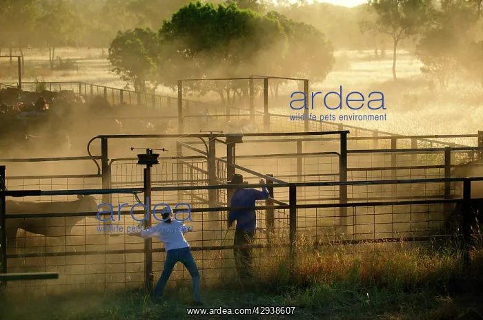 : Separating calves from heifers for branding.Bushy : Separating calves from heifers for branding.Bushy
