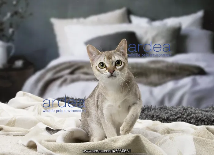  : Sepia Agouti Singapura cat indoors