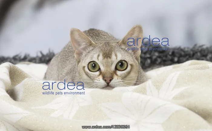 : Sepia Agouti Singapura cat indoors : Sepia Agouti Singapura cat indoors