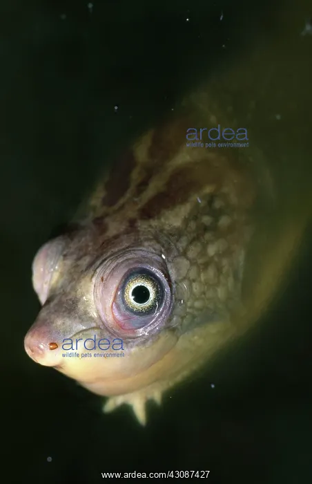 : Sepik River Turtle : Sepik River Turtle