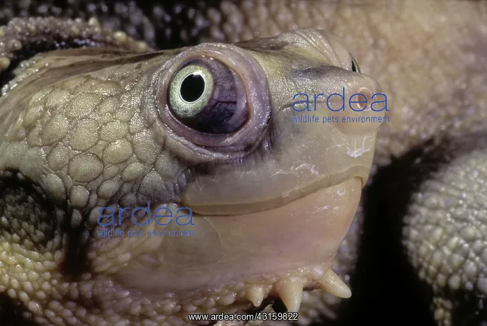  : Sepik River Turtle