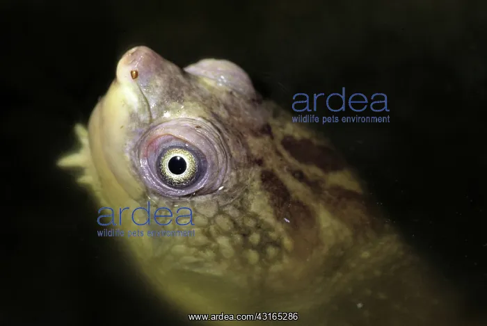 : Sepik River Turtle : Sepik River Turtle
