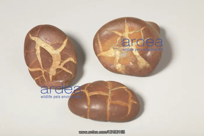 : Septarian Nodule : Septarian Nodule