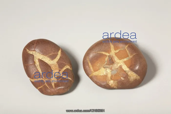 : Septarian Nodule : Septarian Nodule