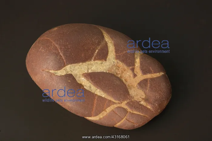 : Septarian Nodule : Septarian Nodule
