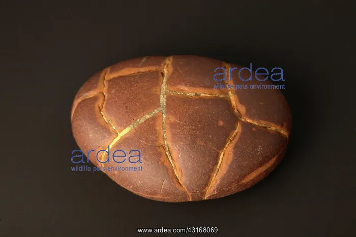  : Septarian Nodule