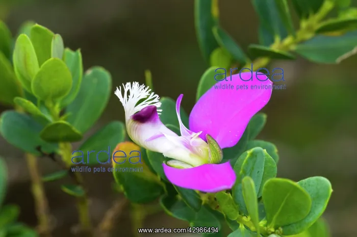 : September Butterfly-bush : September Butterfly-bush
