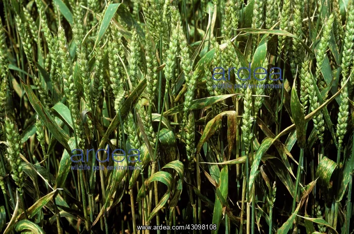 : Septoria leaf spot : Septoria leaf spot