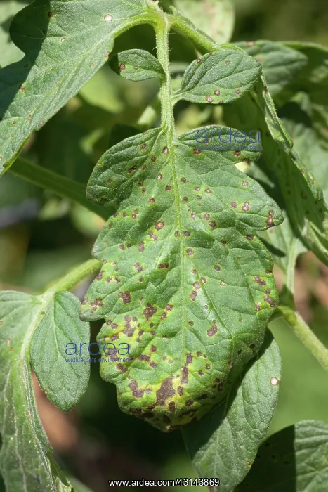 : Septoria Leaf Spot : Septoria Leaf Spot
