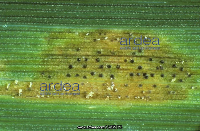 : Septoria leaf spot lesion with pycnidia : Septoria leaf spot lesion with pycnidia