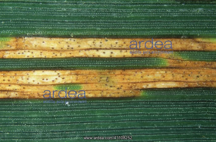 : Septoria leaf spot lesions : Septoria leaf spot lesions