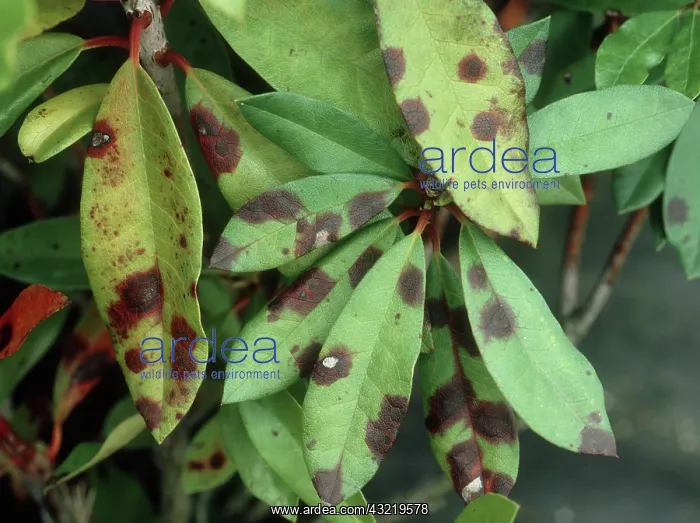 : Septoria Leaf Spot on Rhododendron : Septoria Leaf Spot on Rhododendron