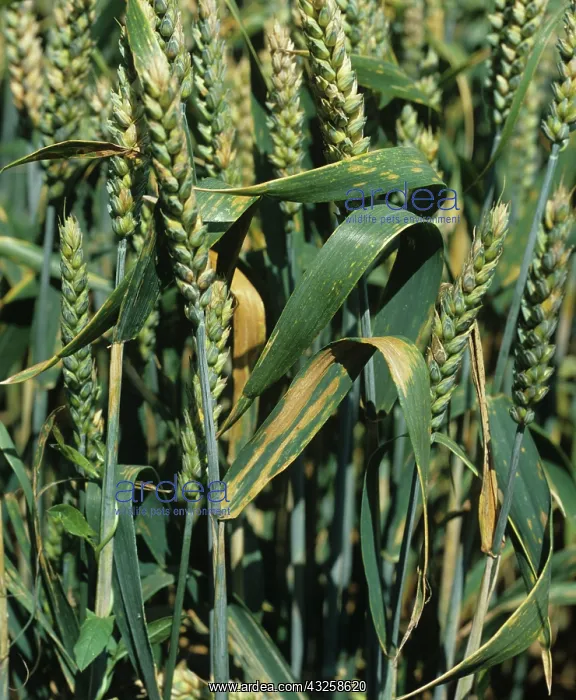 : Septoria leaf spot (Septoria nodorum) : Septoria leaf spot (Septoria nodorum)