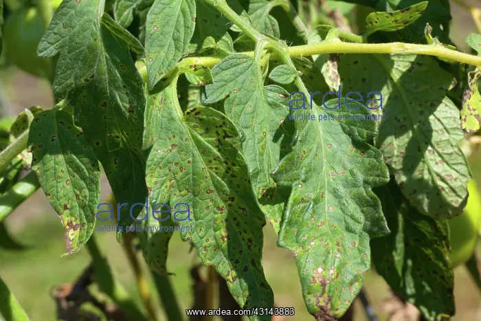 : Septoria Leaf Spot on Tomato : Septoria Leaf Spot on Tomato