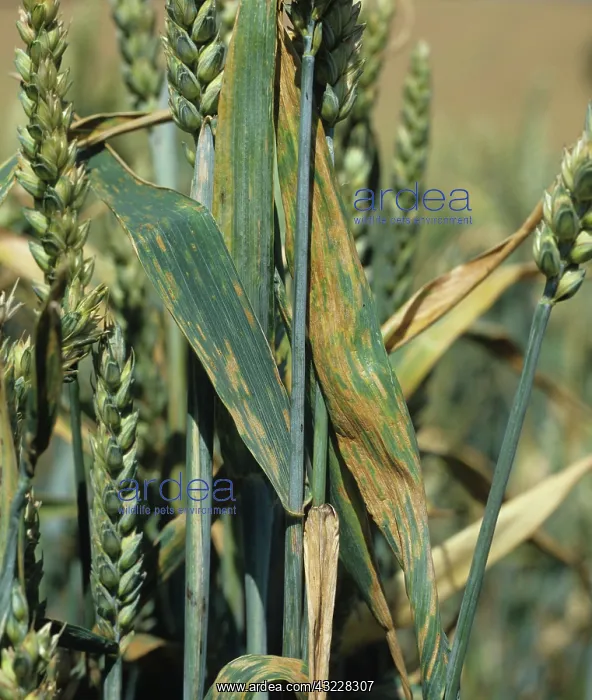 : Septoria leaf spot wheat flagleaves : Septoria leaf spot wheat flagleaves