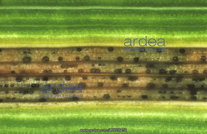  : Septoria leaf spot on wheat leaf
