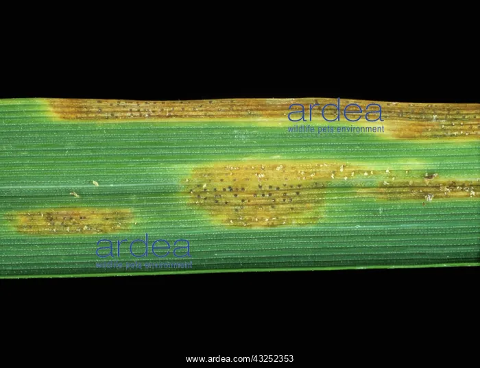 : Septoria leaf spot on wheat leaf : Septoria leaf spot on wheat leaf