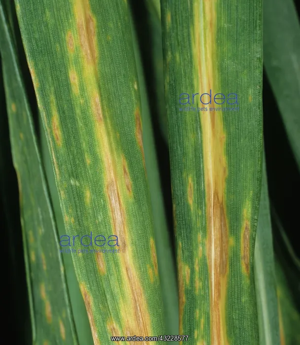 : Septoria leaf spot on wheat leaves : Septoria leaf spot on wheat leaves