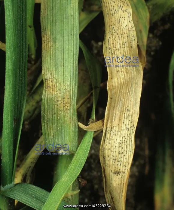 : Septoria Leaf Spot on Wheat leaves : Septoria Leaf Spot on Wheat leaves