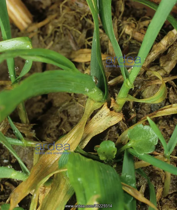 : Septoria Leaf Spot on Wheat leaves : Septoria Leaf Spot on Wheat leaves