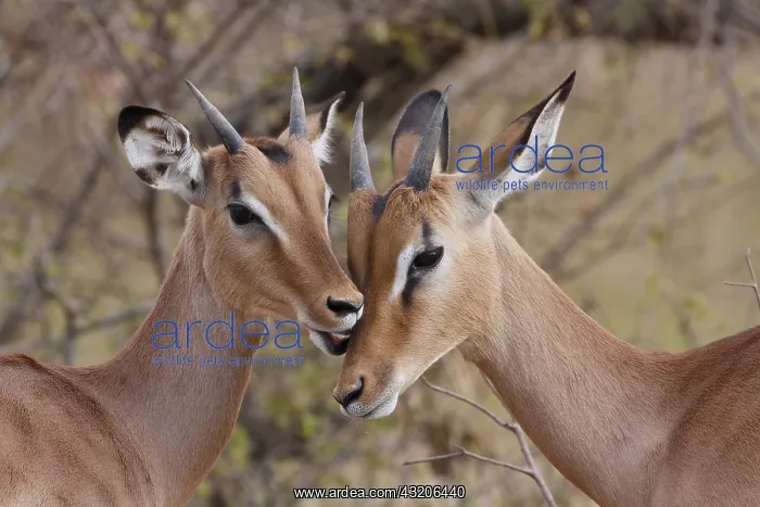: Sequence of grooming between two young male Impala : Sequence of grooming between two young male Impala