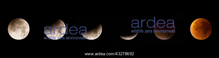 : Sequence of the total lunar eclips of 28 Septem : Sequence of the total lunar eclips of 28 Septem