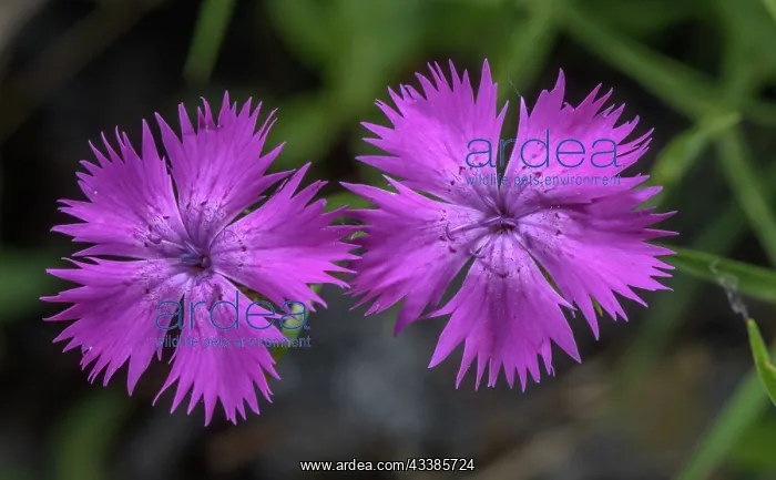 : Sequier's Pink, Dianthus seguieri, in flower in : Sequier's Pink, Dianthus seguieri, in flower in