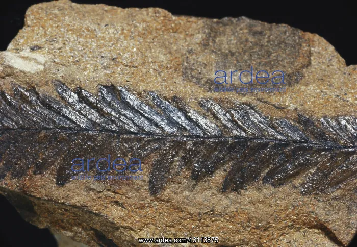 : Sequoia Fossil : Sequoia Fossil