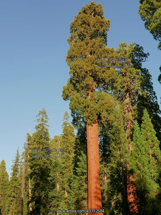 : Sequoia National Park, California : Sequoia National Park, California
