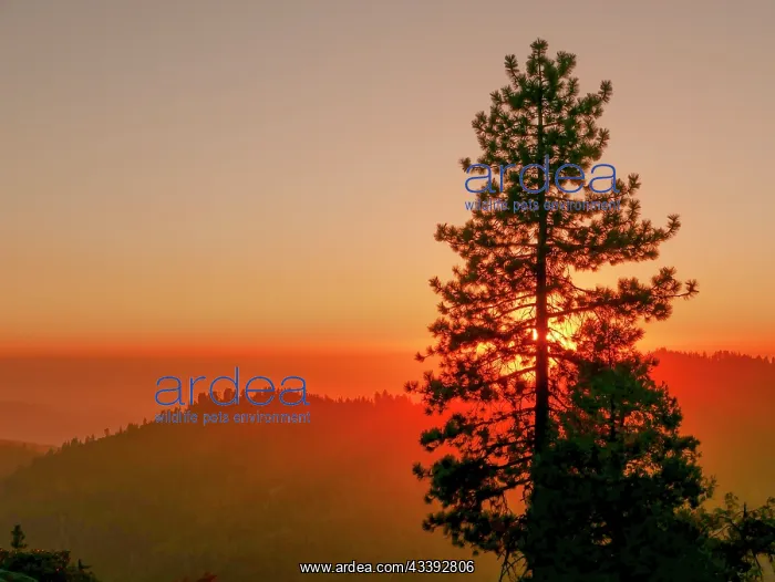 : Sequoia National Park, California : Sequoia National Park, California