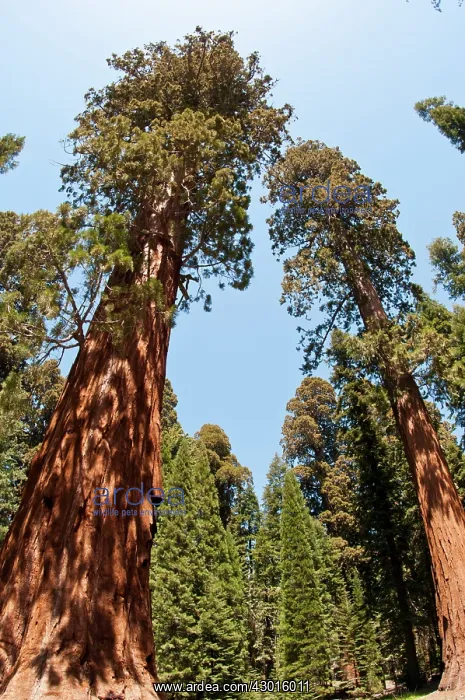  : Sequoia Trees